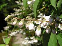 Deutzia scabra cv Candidissima (fam Saxifragacees) (4) (Photo F. Mrugala)